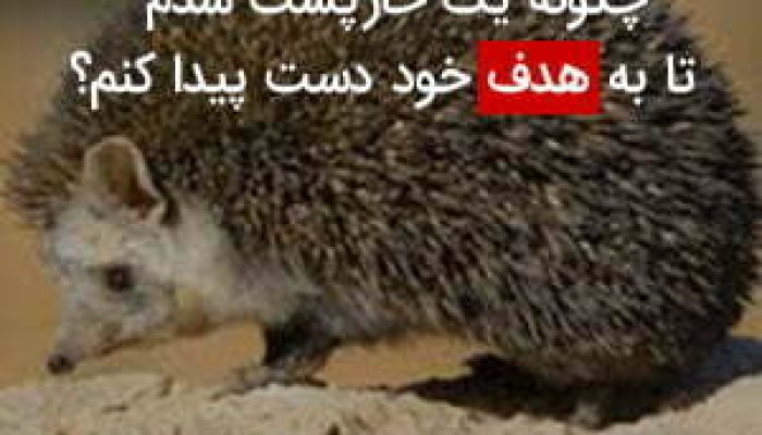 چگونه-یک-خارپشت-شدم-تا-به-هدف-خود-دست-پیدا-کنم؟